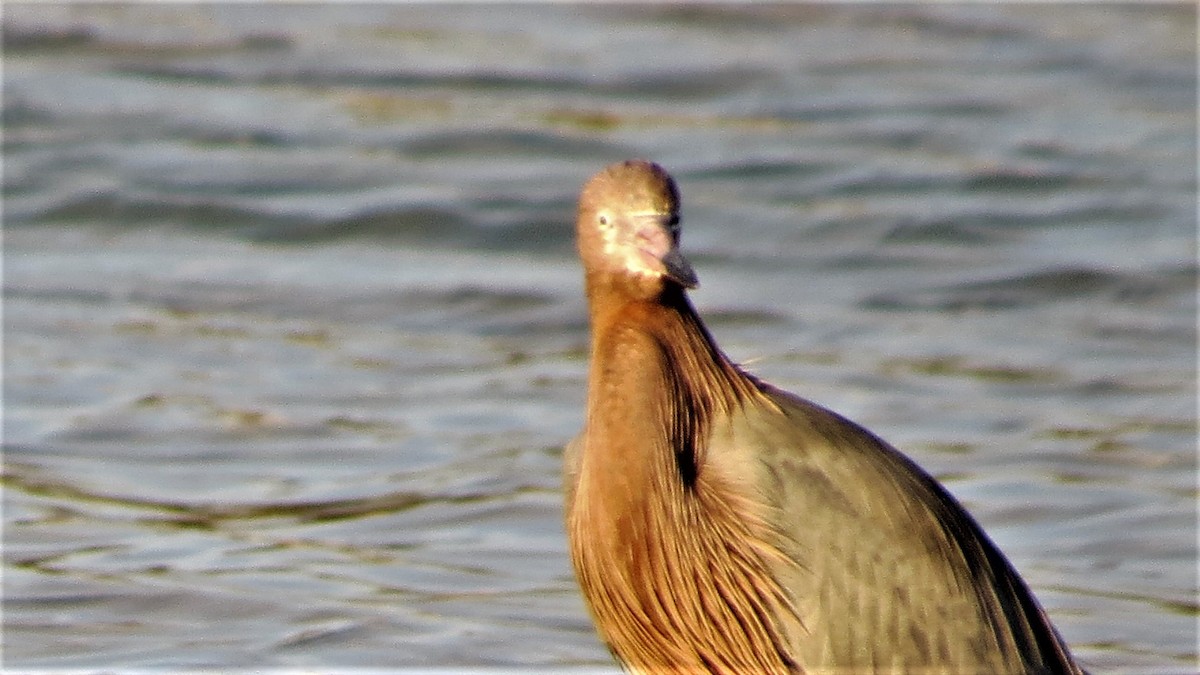 Reddish Egret - ML135645531