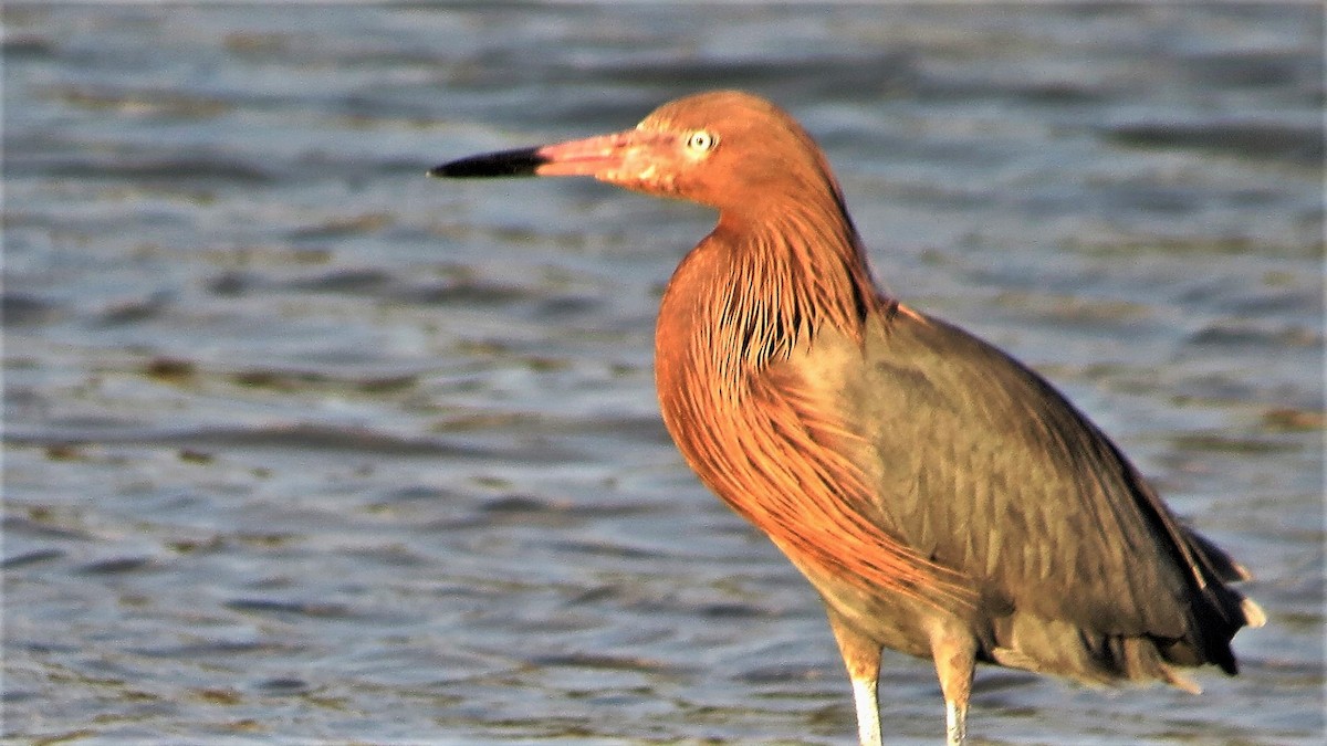 Reddish Egret - ML135645551