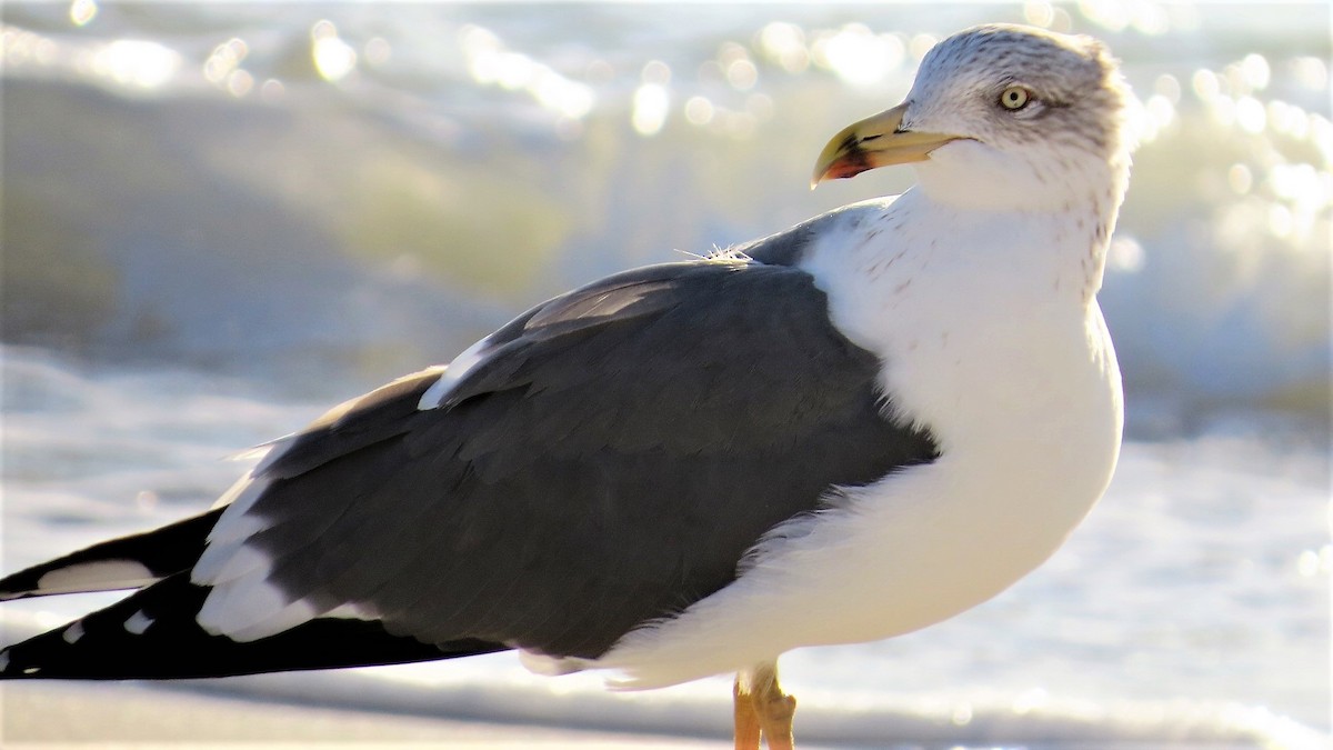 Lesser Black-backed Gull - ML135645631