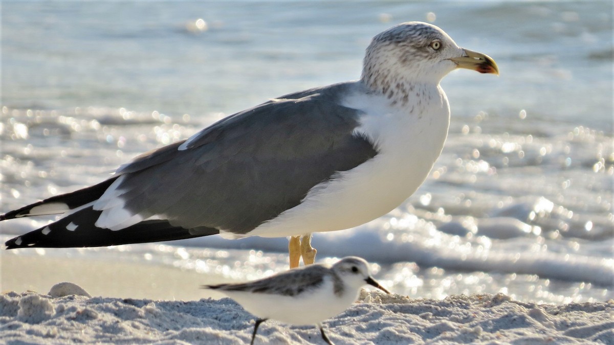 Lesser Black-backed Gull - ML135645661