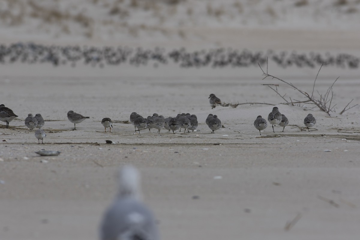 Red Knot - ML135646111