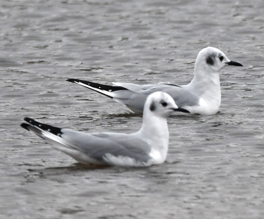 Bonaparte's Gull - Steve Davis