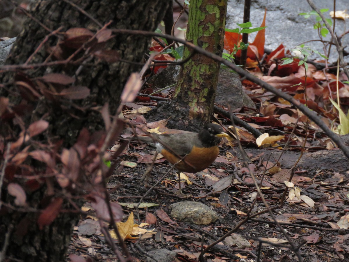 American Robin - Benjamin  Jones