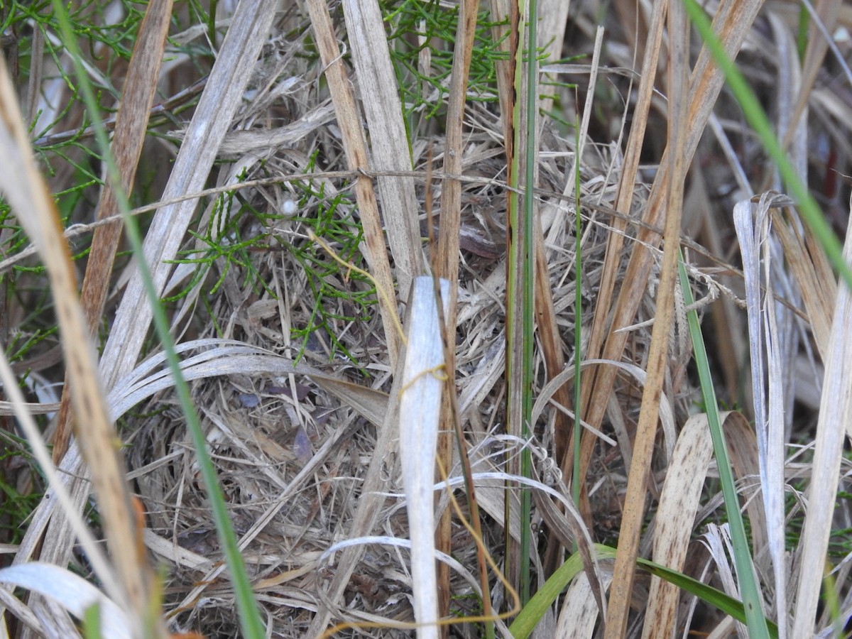 Variegated Fairywren - ML135649241