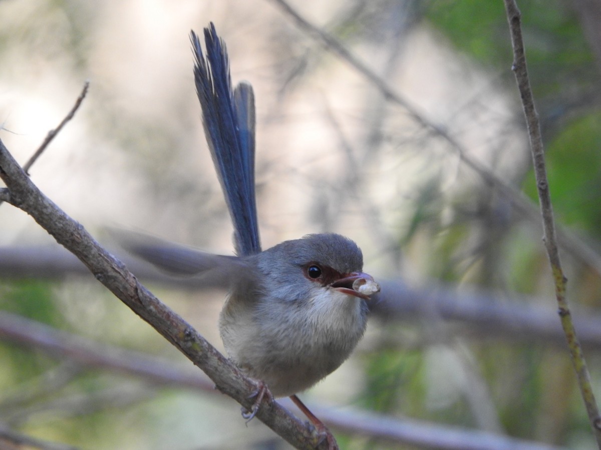 Variegated Fairywren - ML135649271