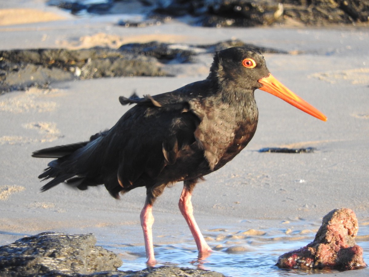 Sooty Oystercatcher - ML135649701