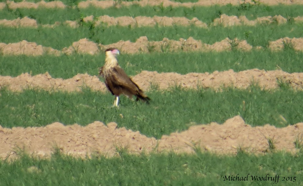 Crested Caracara (Northern) - ML135649771