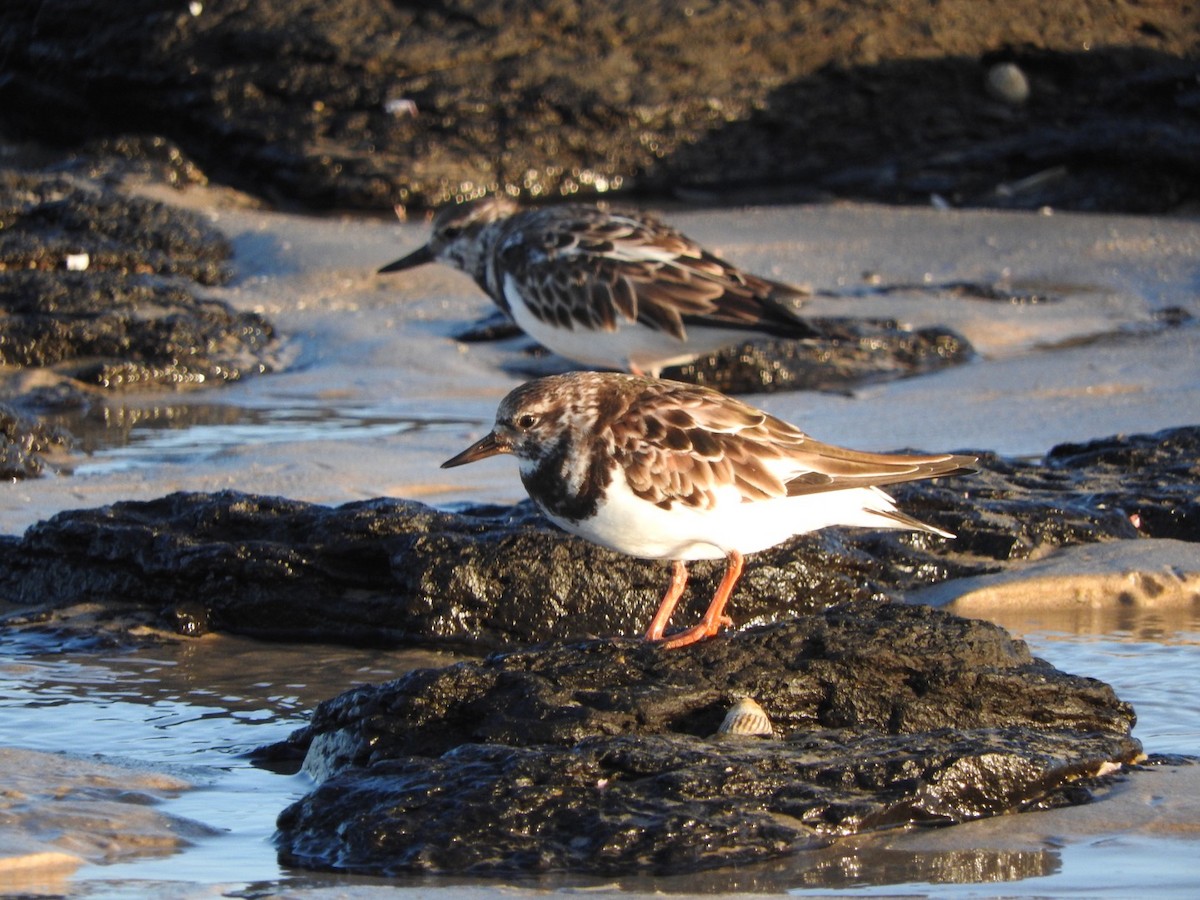 Ruddy Turnstone - Daniel Eban