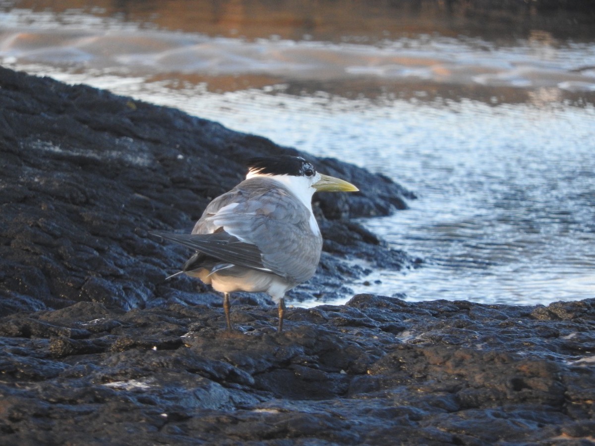 Great Crested Tern - ML135650151
