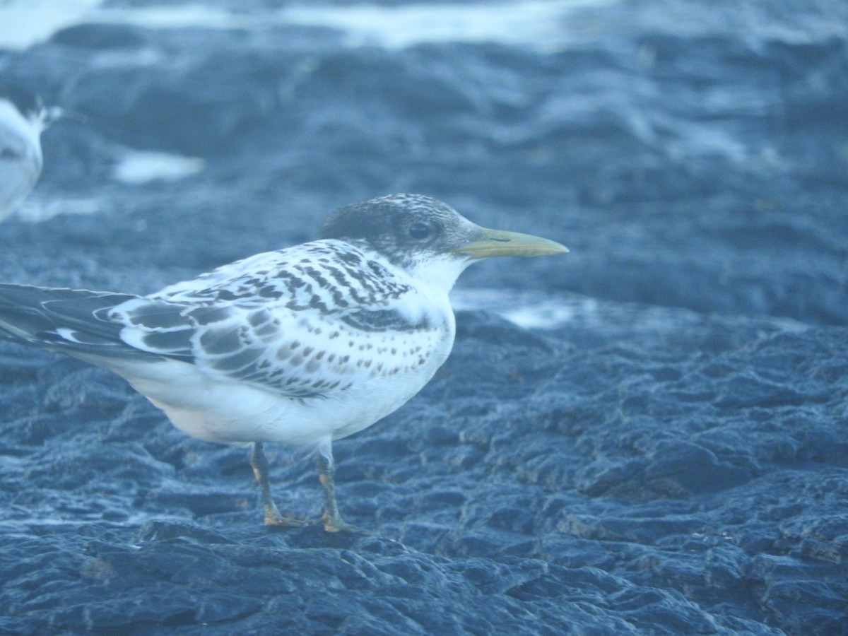 Great Crested Tern - ML135650171