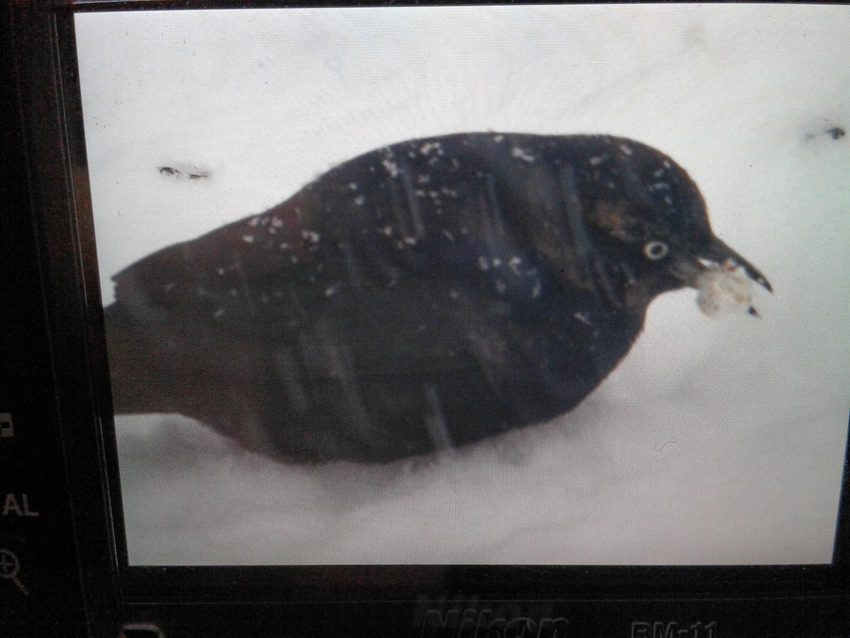 Rusty Blackbird - ML135652531