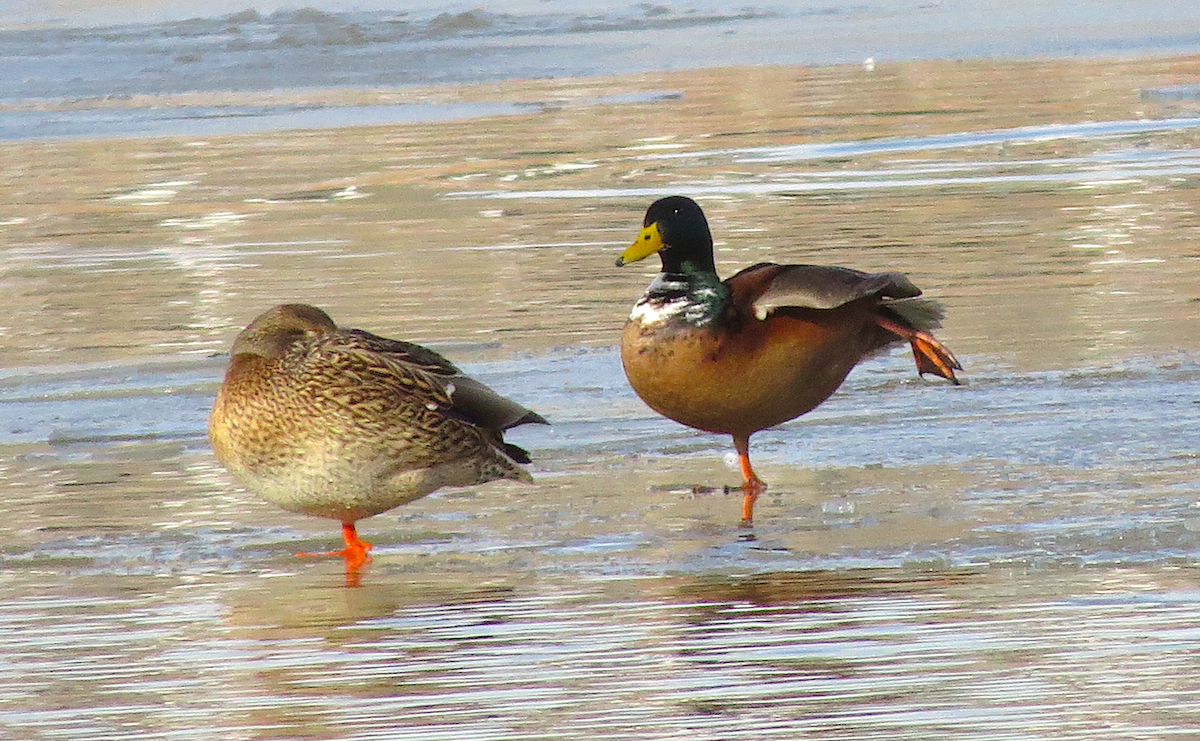 Mallard (Domestic type) - ML135652701