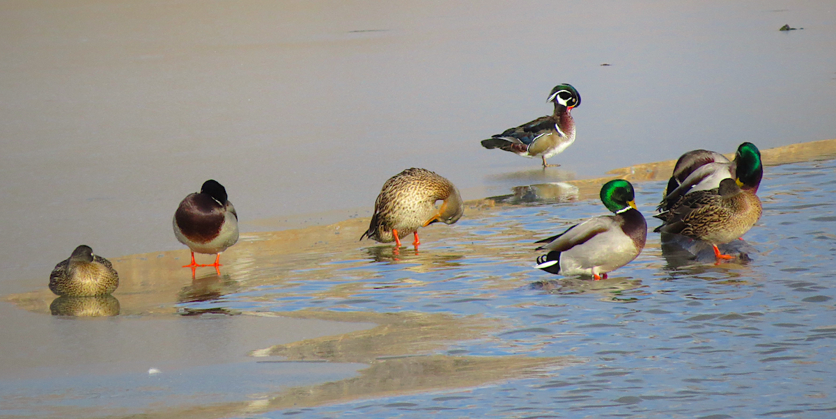 Canard colvert - ML135652711