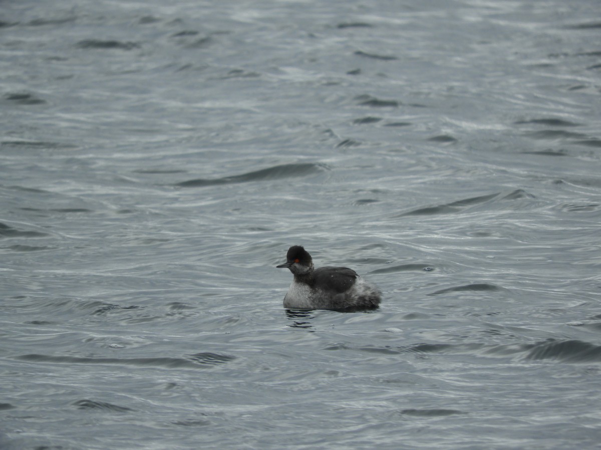 Eared Grebe - Bill Lee