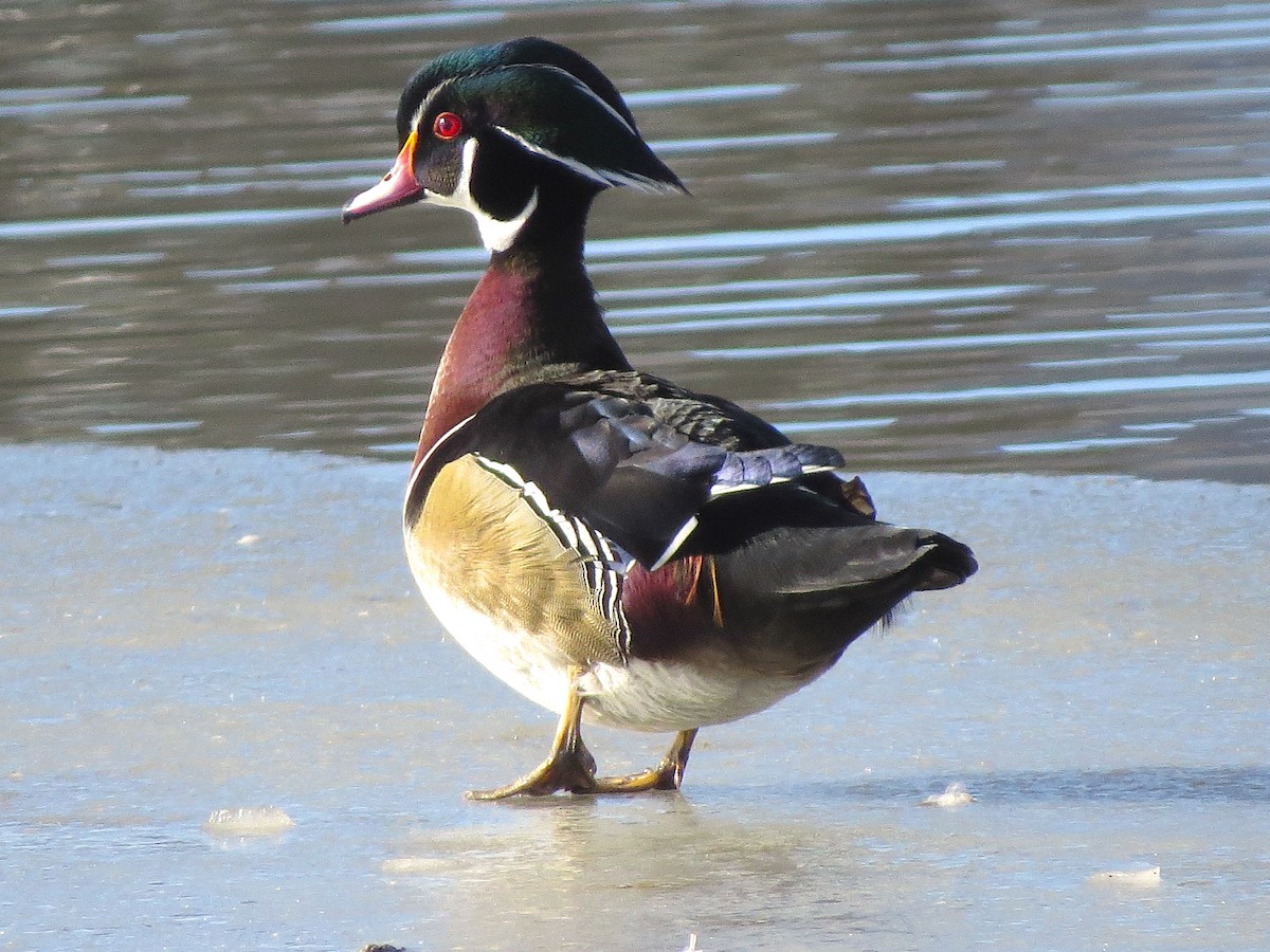 Wood Duck - ML135652831