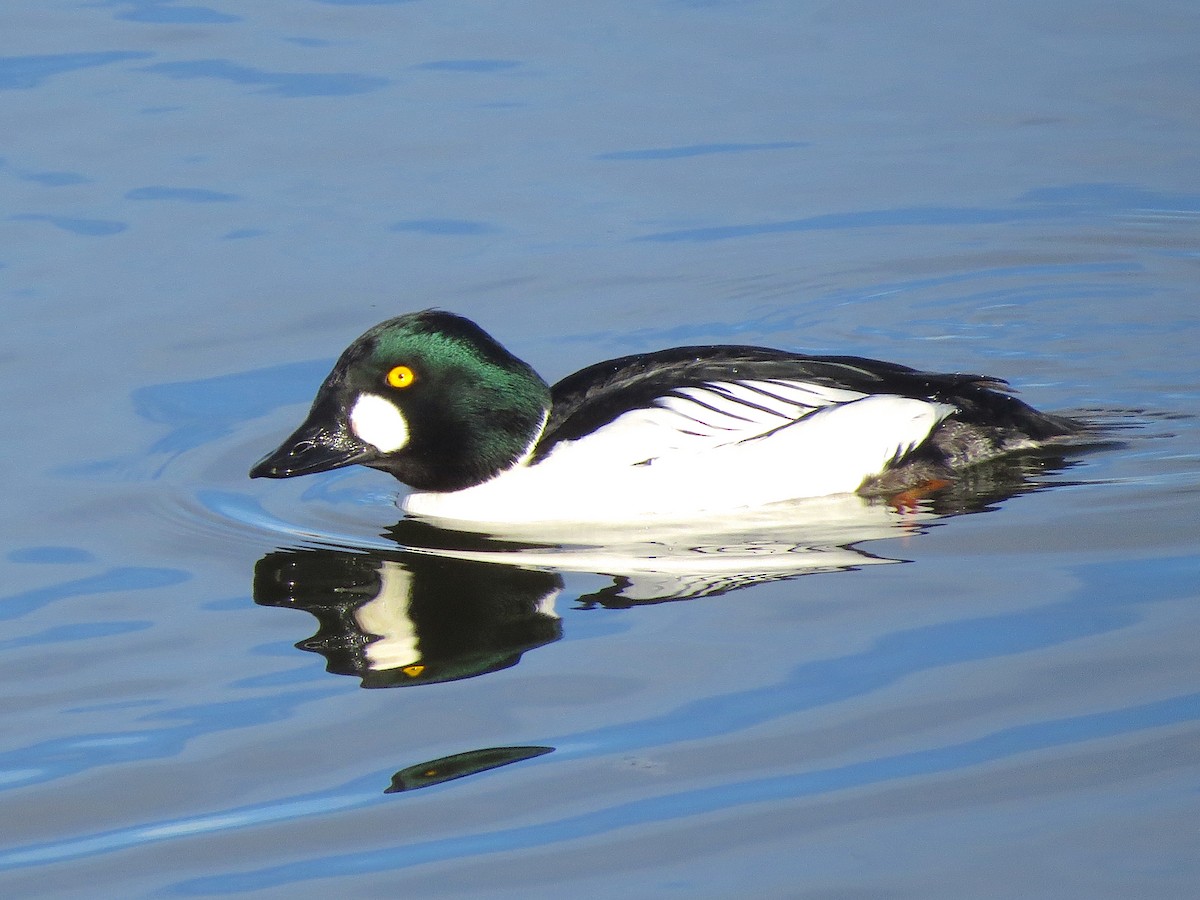 Common Goldeneye - ML135652931