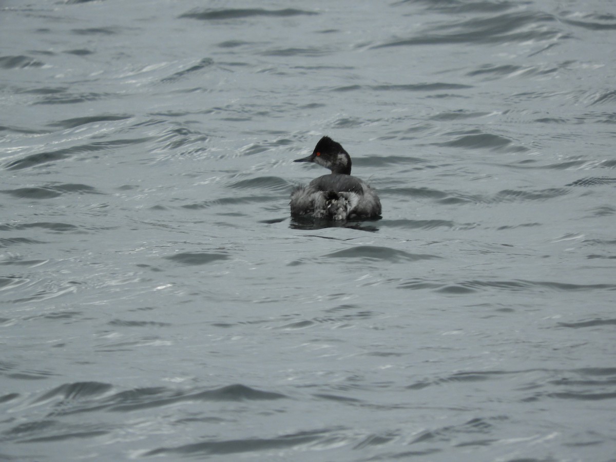 Eared Grebe - Bill Lee