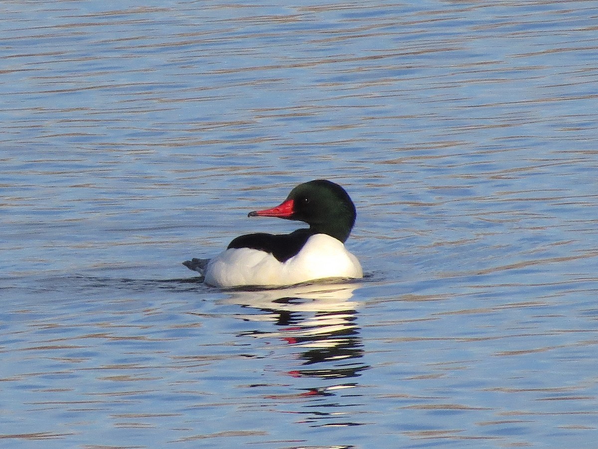 Common Merganser - ML135653021