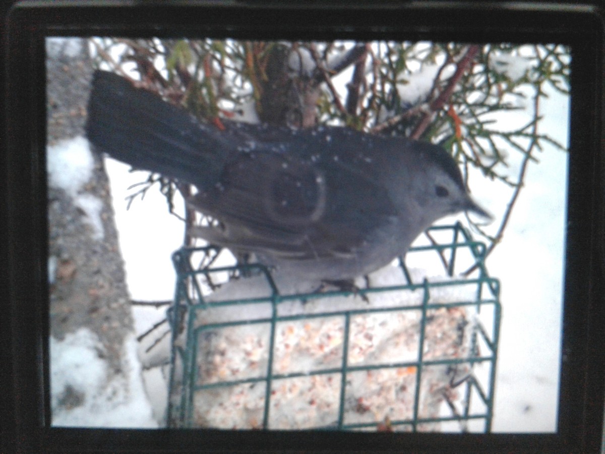 Gray Catbird - ML135653181