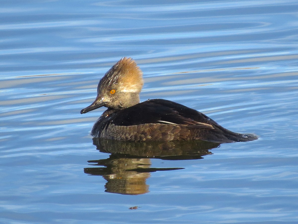 Hooded Merganser - ML135654021