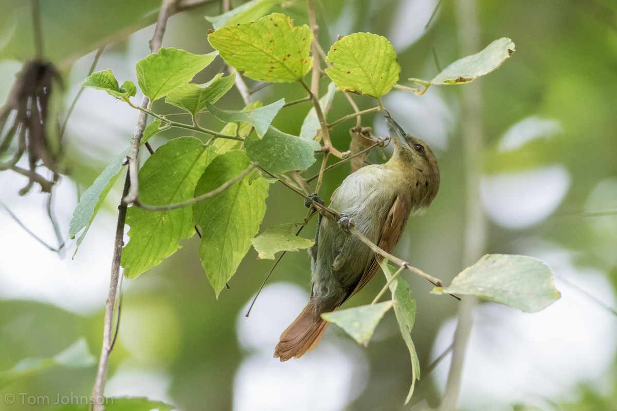 Russet Antshrike - ML135654041