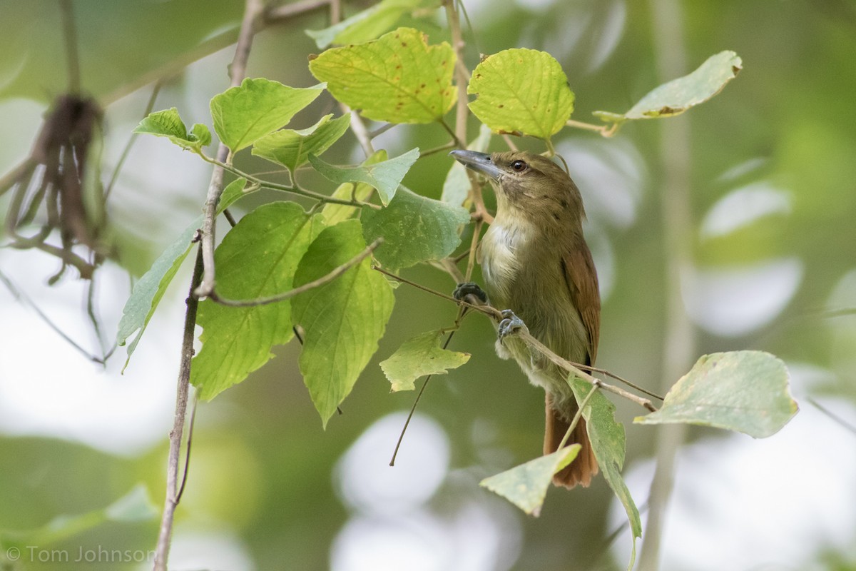 Russet Antshrike - ML135654091