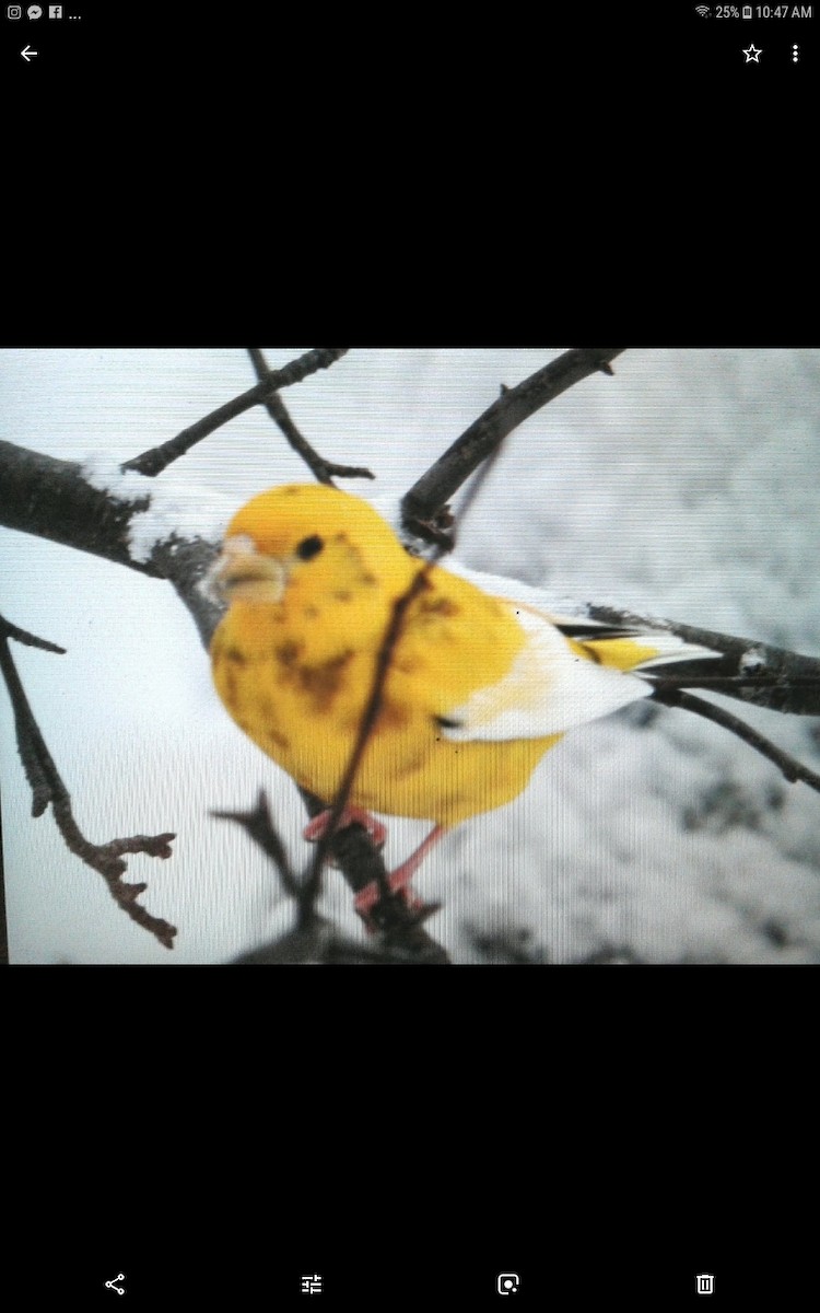 Evening Grosbeak - ML135654191