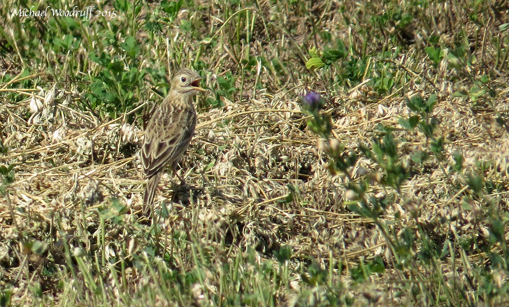 Sprague's Pipit - ML135656471