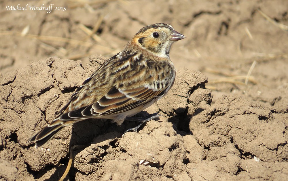 Lapland Longspur - ML135657051