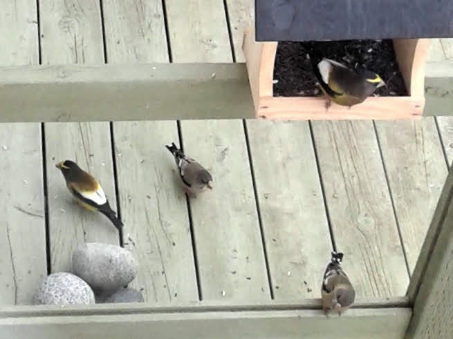 Evening Grosbeak - ML135657121