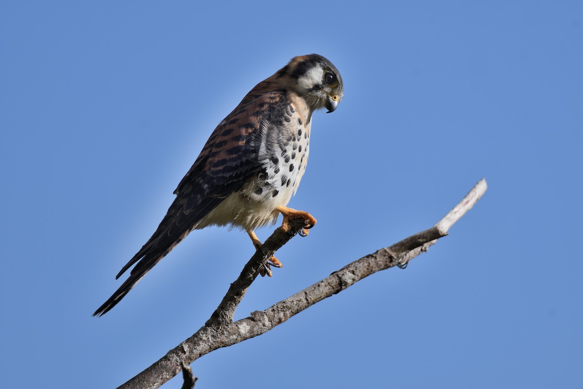 American Kestrel - ML135657541