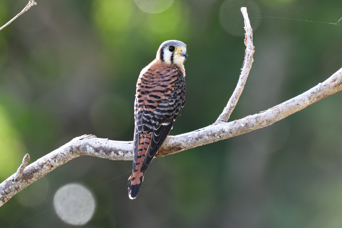 American Kestrel - ML135657631