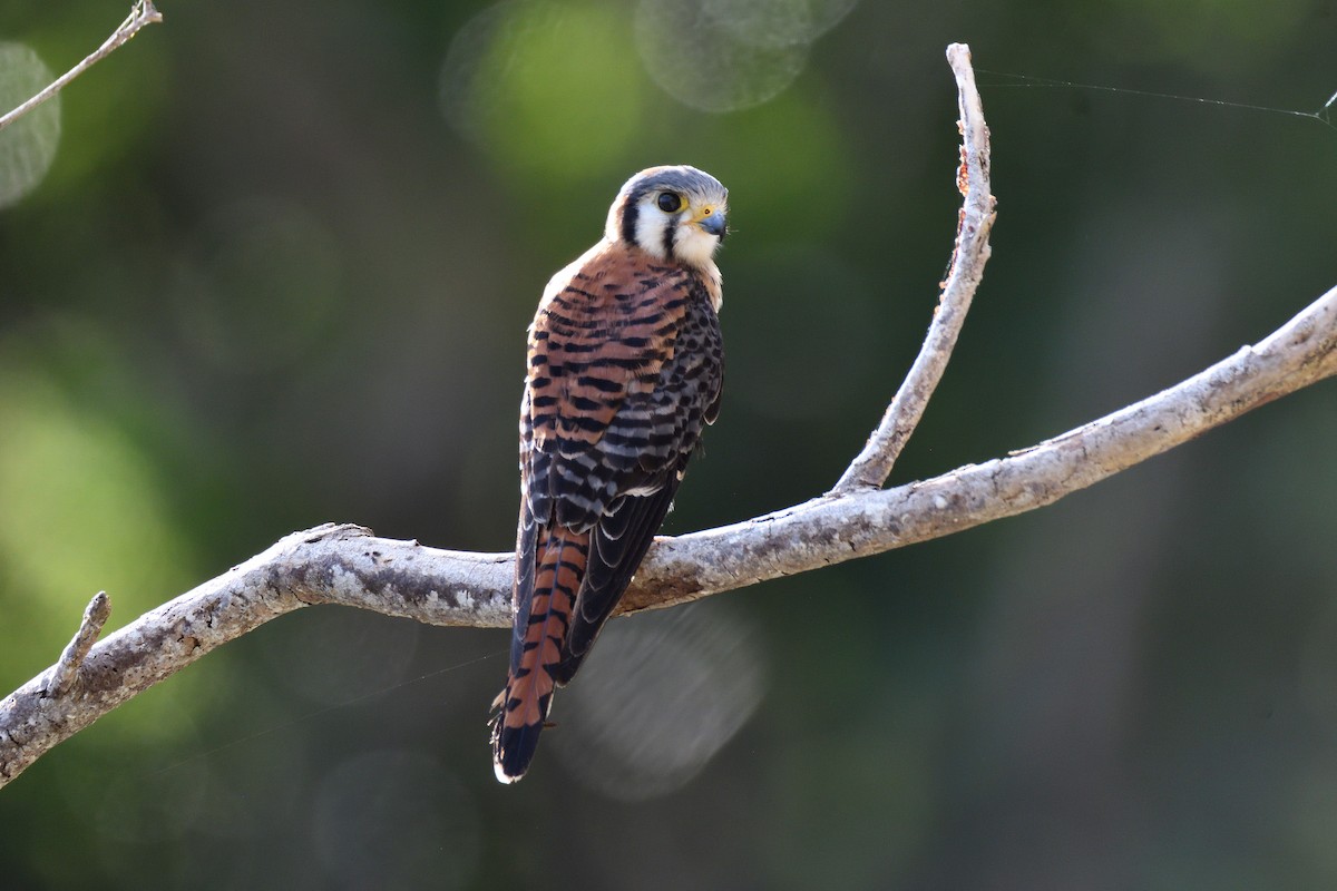 American Kestrel - ML135657691