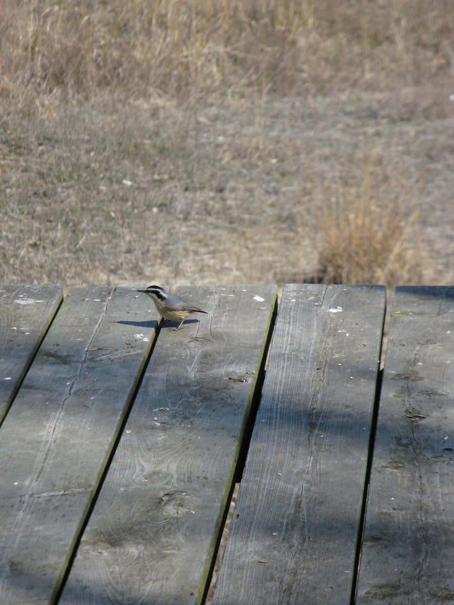 Red-breasted Nuthatch - ML135657721