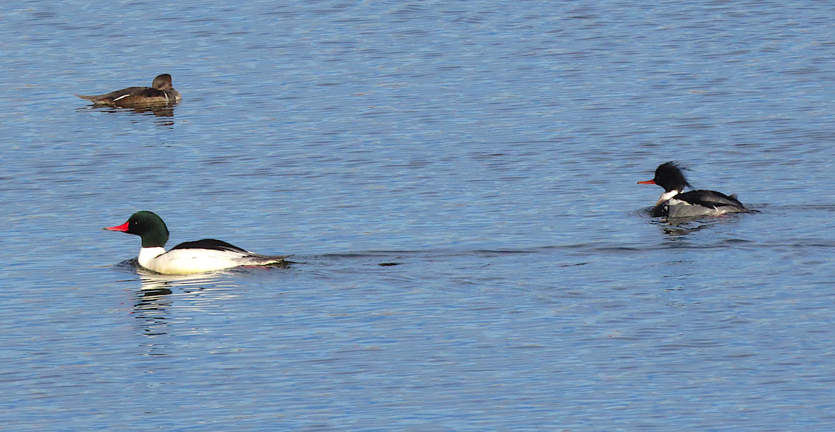 Hooded Merganser - ML135657961