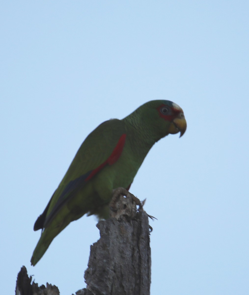 White-fronted Parrot - Gustino Lanese