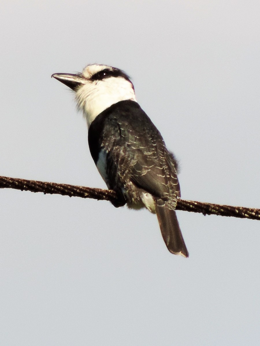 White-necked Puffbird - Sheila Nale