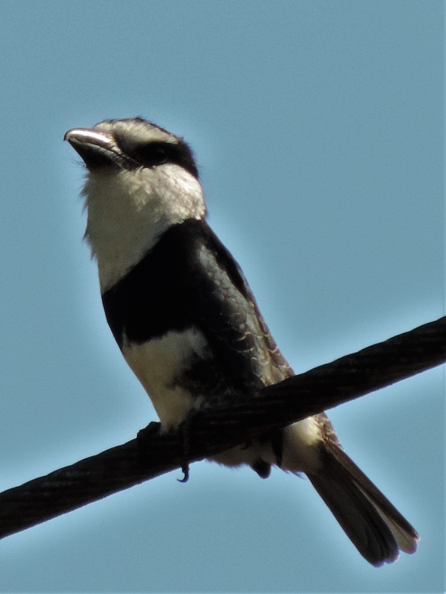 White-necked Puffbird - ML135659501