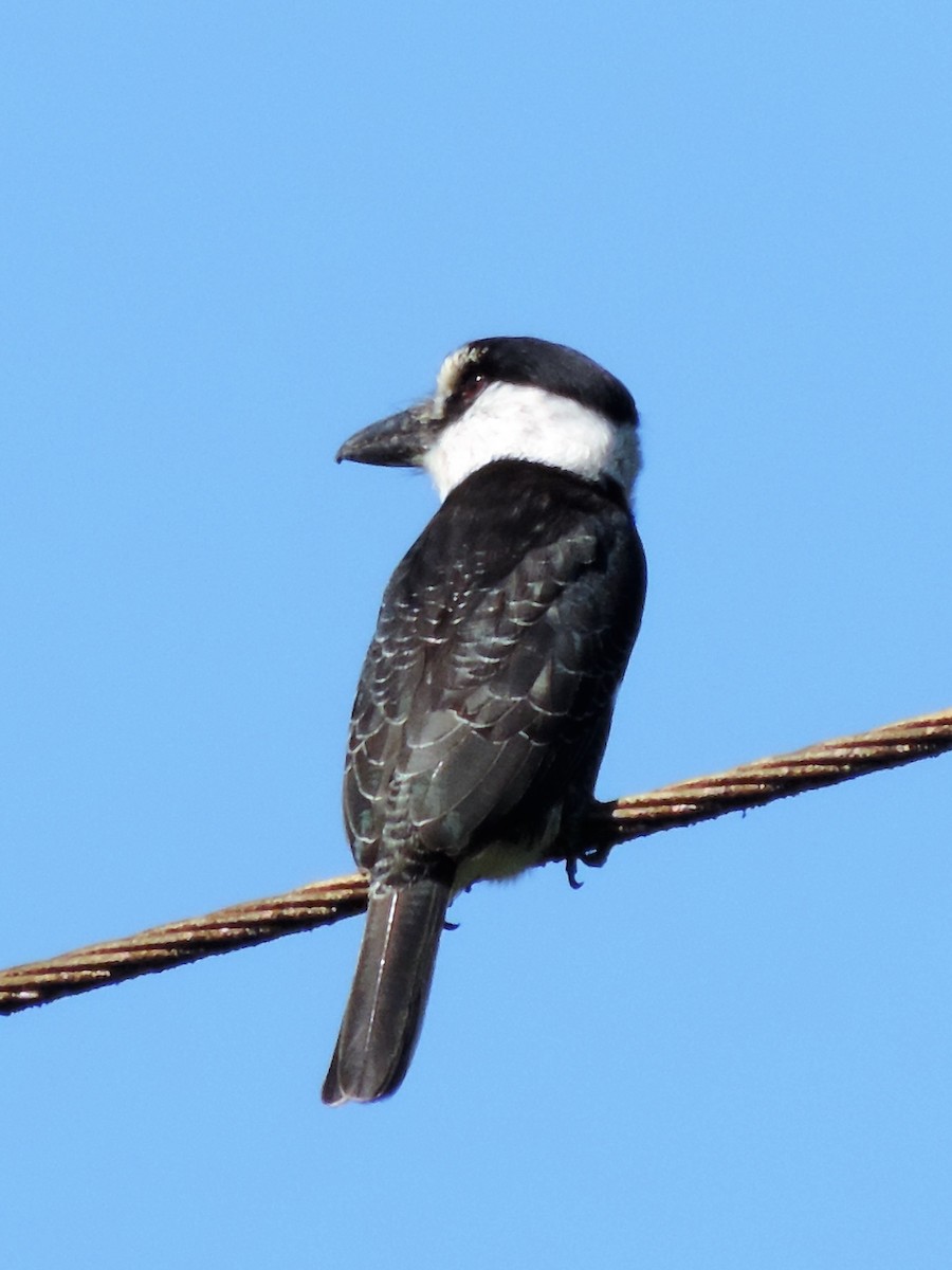 White-necked Puffbird - ML135659591