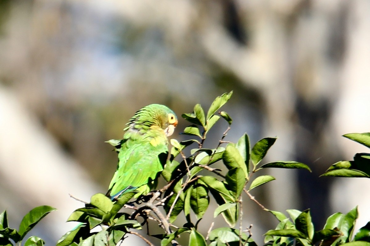 Aratinga Frentinaranja - ML135659861