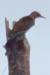 Northern Flicker - ML135660531