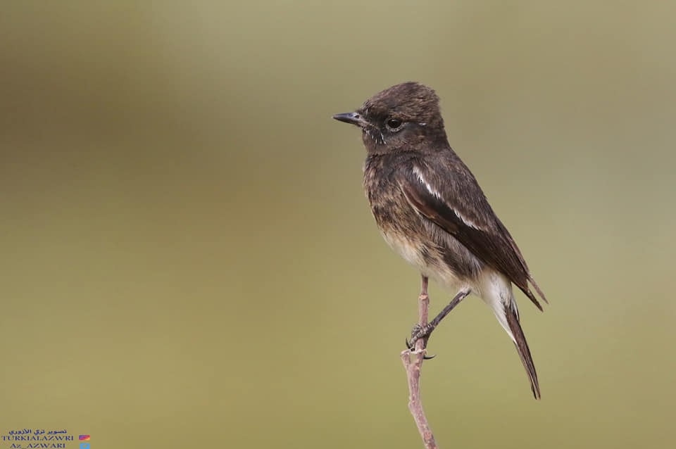 Pied Bushchat - ML135663071