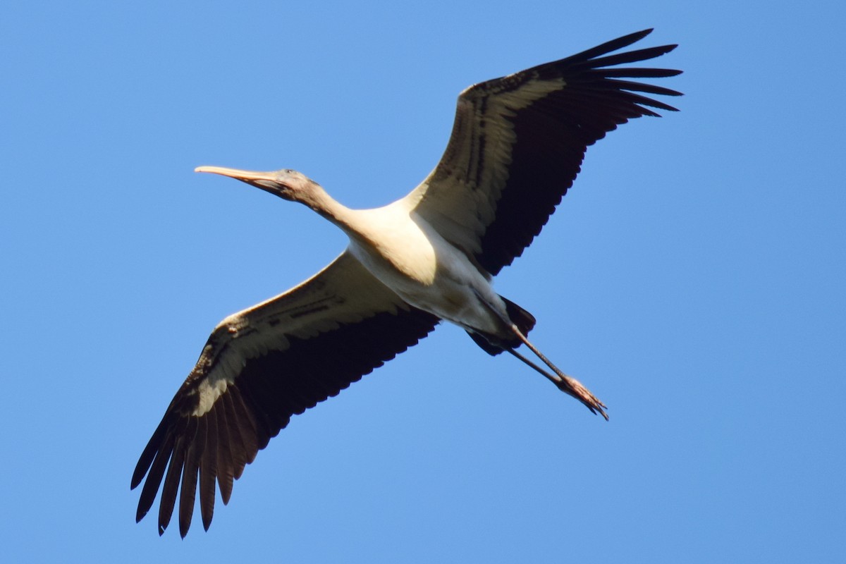 Wood Stork - Anne Fay