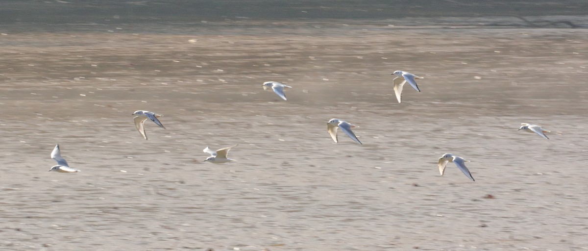 Mouette de Bonaparte - ML135664281