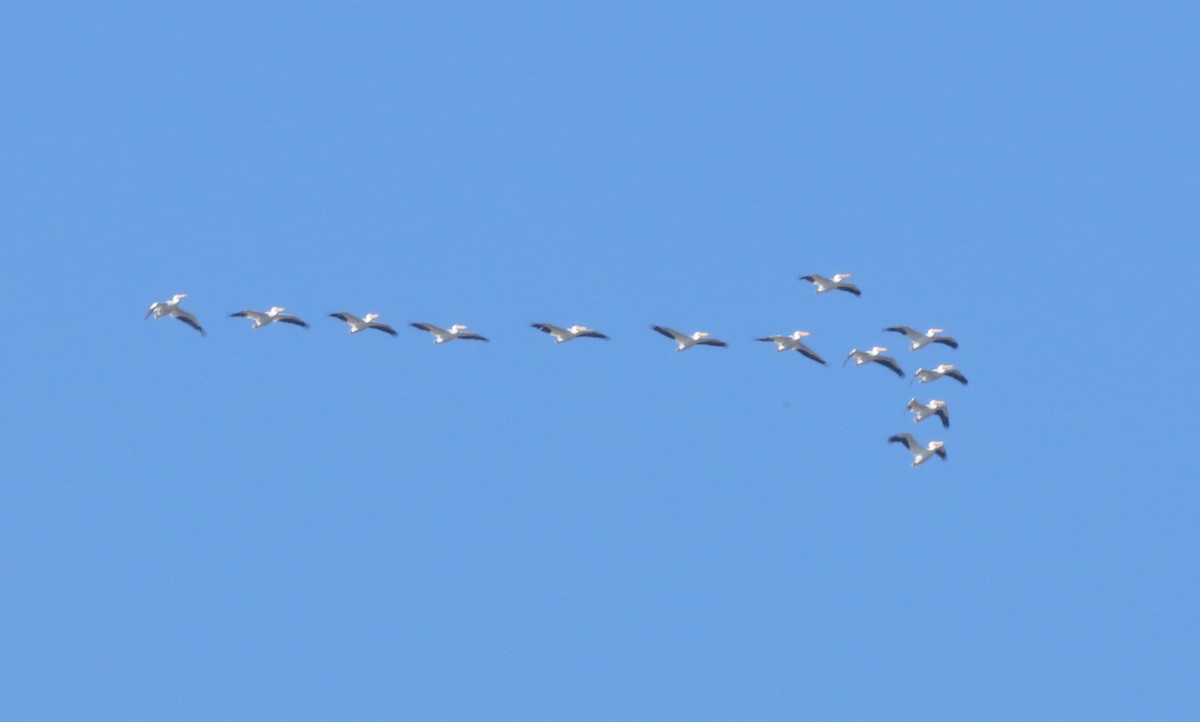 American White Pelican - Jane C Allen