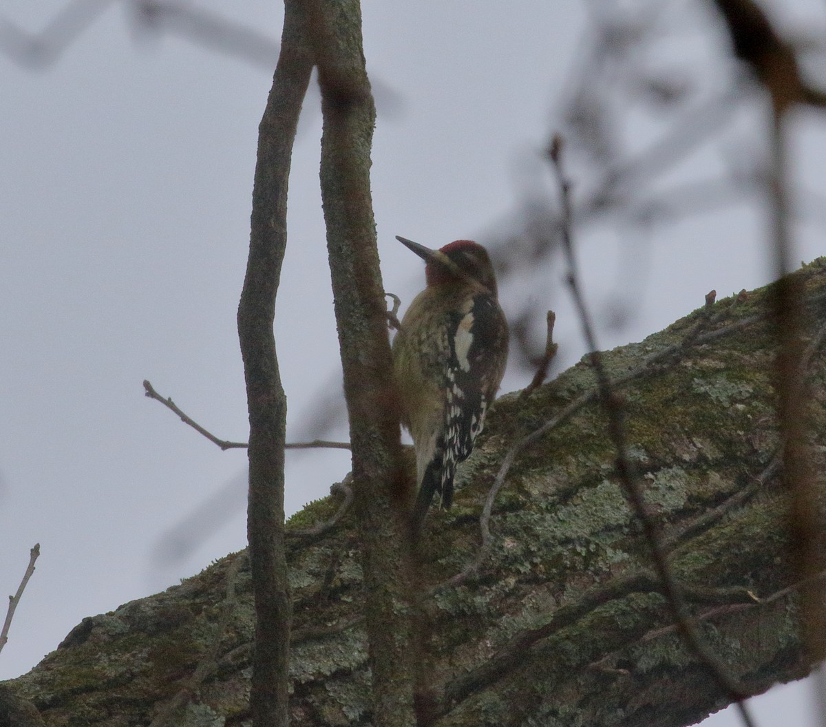 Yellow-bellied Sapsucker - Jane C Allen