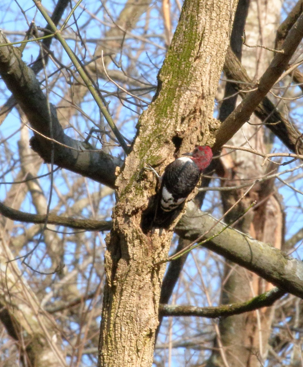 Red-headed Woodpecker - ML135665861