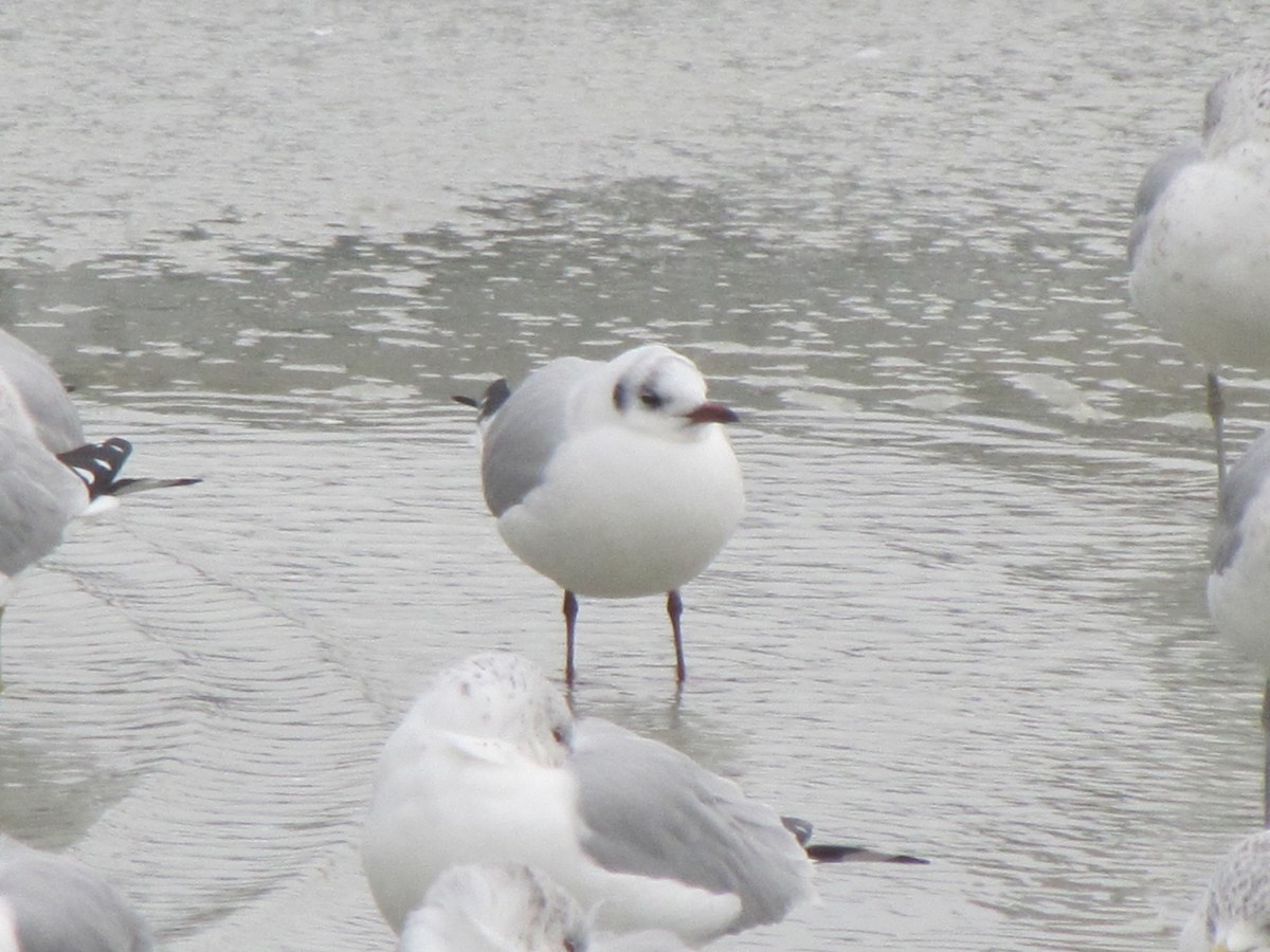 Black-headed Gull - ML135666441