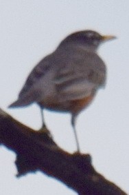 American Robin - ML135666611