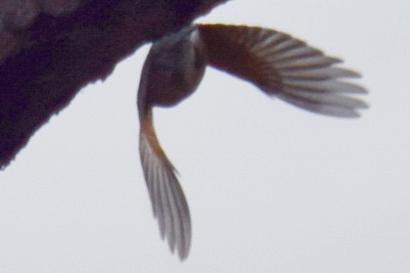 American Robin - ML135666631